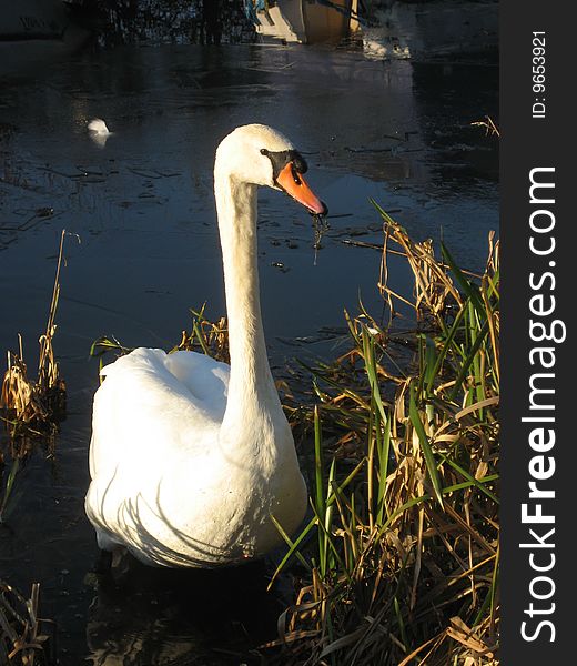 Swan In Reed