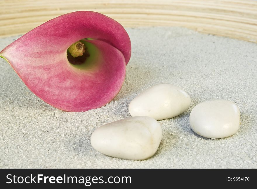 Pink calla blossom on sand with three little white stones