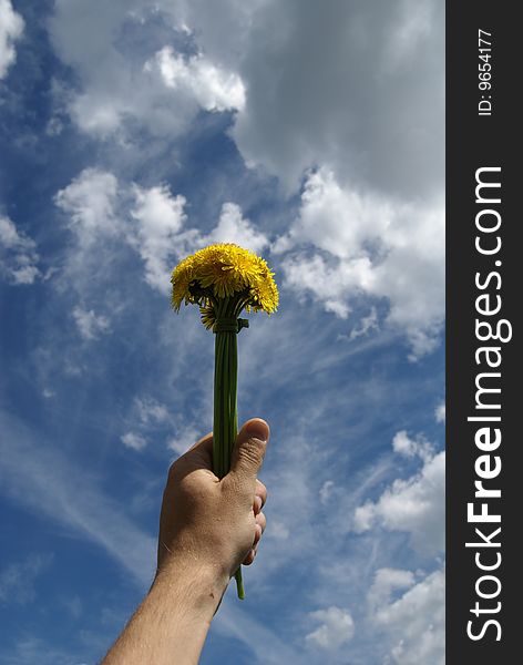 A dandelion is in a masculine hand