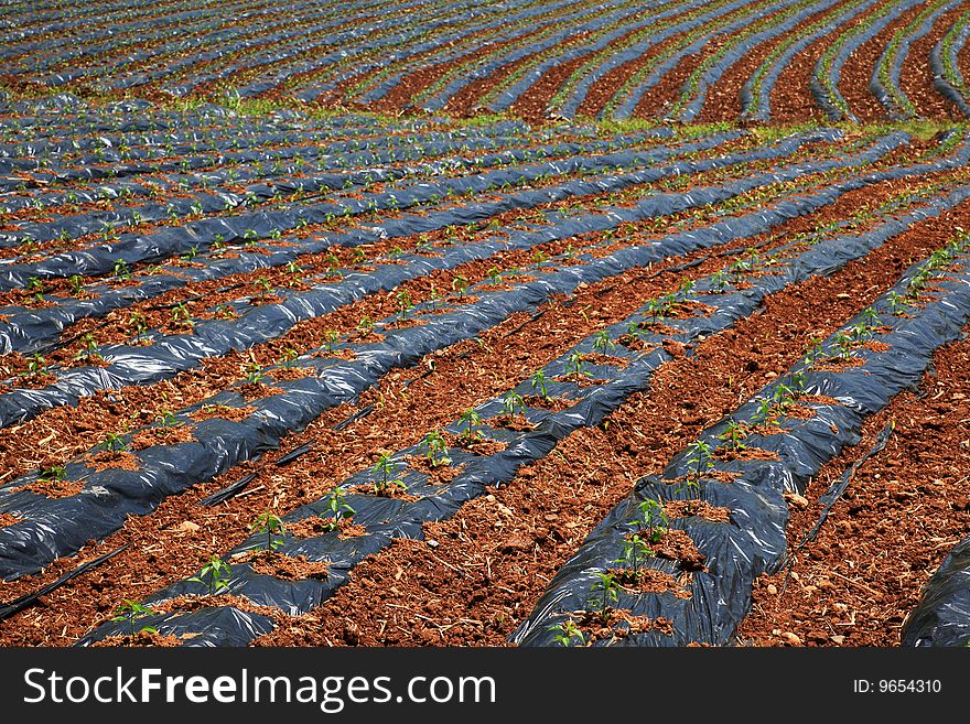 Strips in field protected with plastic cover