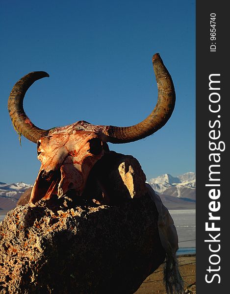 Yak skull with horns at the bank of a lake in Tibet. Yak skull with horns at the bank of a lake in Tibet