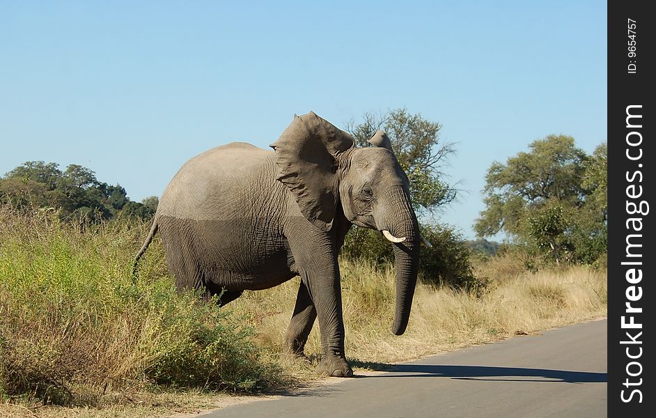 An African Elephant (Loxodonta africana) in the Kruger Park, South Africa. An African Elephant (Loxodonta africana) in the Kruger Park, South Africa.