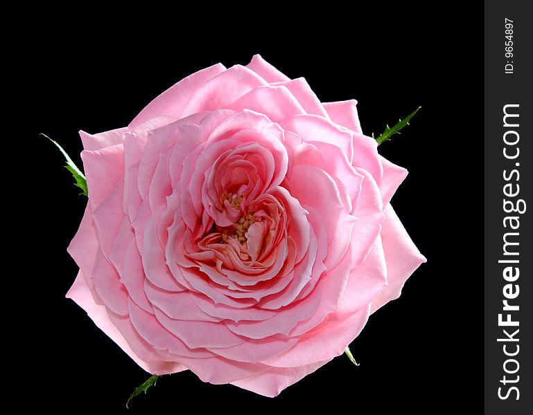 Rose on a black background, it is isolated