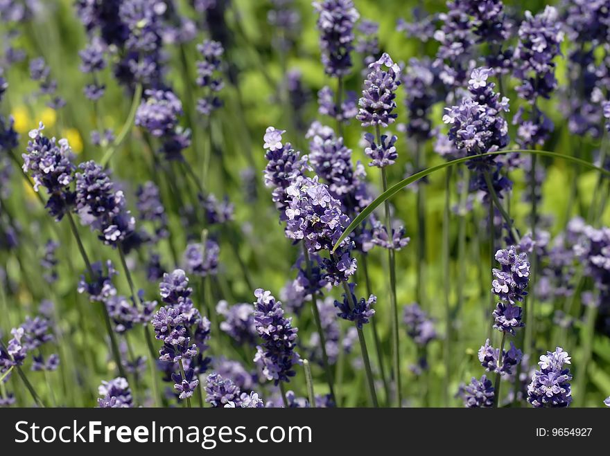 Lavender, macro shot, summer day