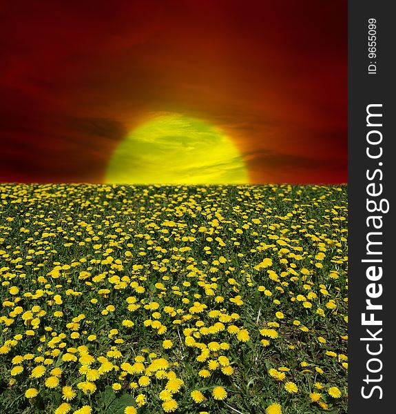 Sunrise Of Dandelion Field