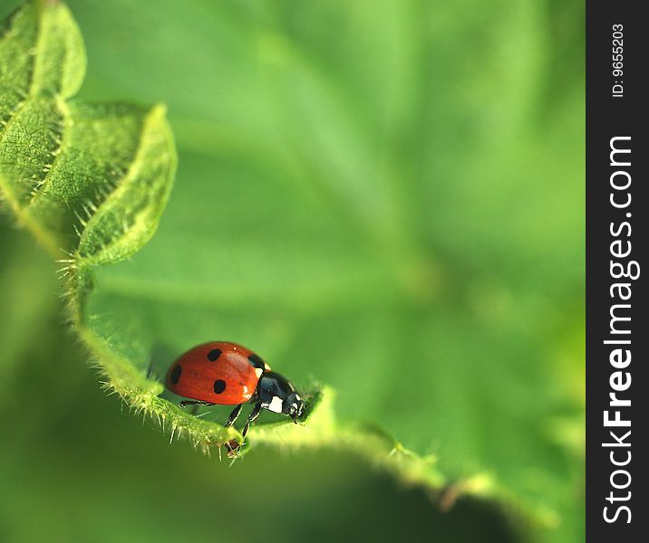 Detail of small ladybird on leaf