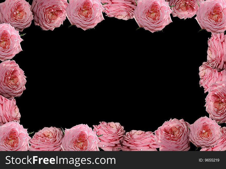 Frame from roses in drops of water with a black background. Frame from roses in drops of water with a black background.