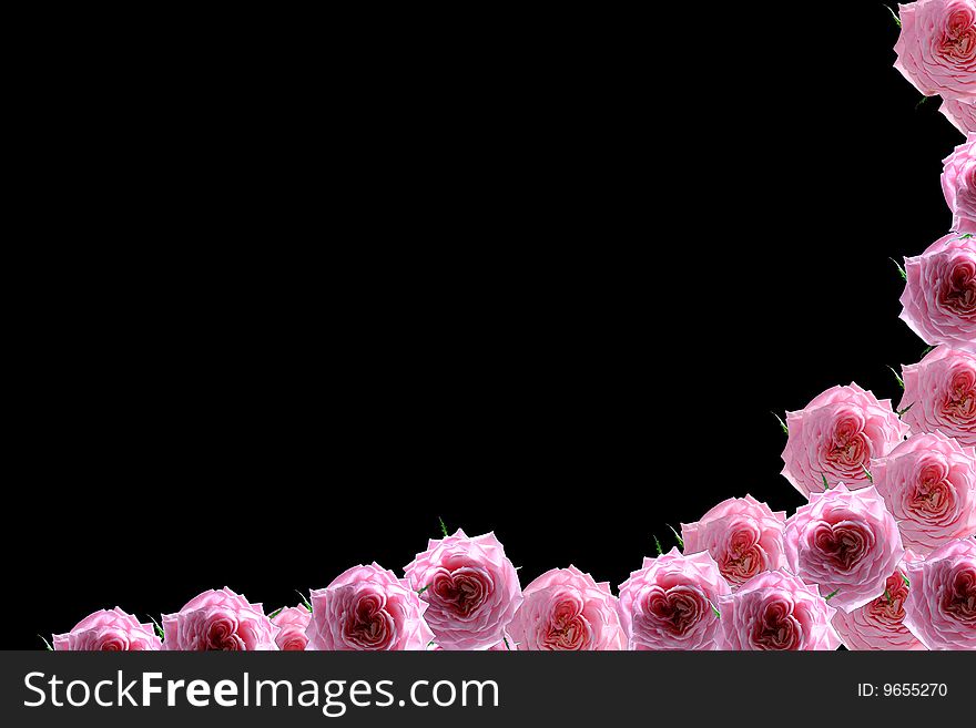 Roses on a black background, it is isolated