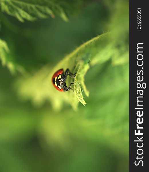 Ladybird on leaf