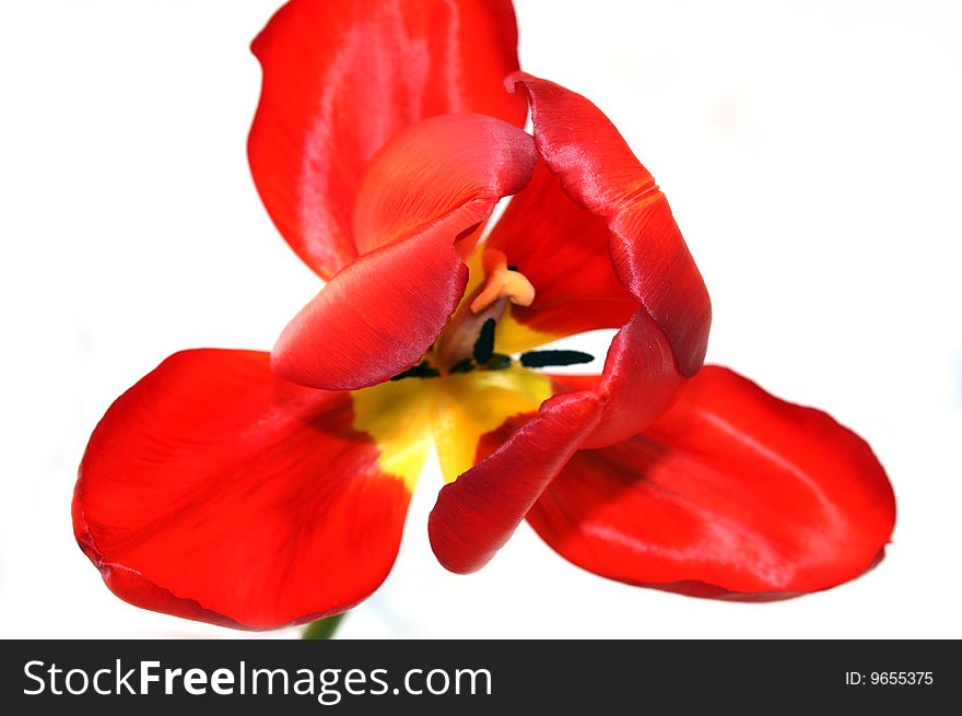 Unusual red tulip on a white background. Unusual red tulip on a white background