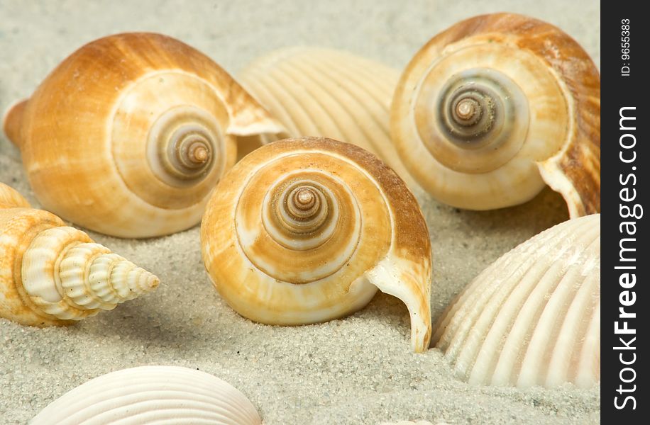 Nice different shells lying on white sand. Nice different shells lying on white sand
