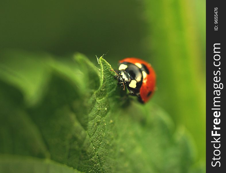 Ladybird on leaf