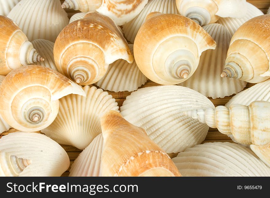 Nice different shells lying on white sand