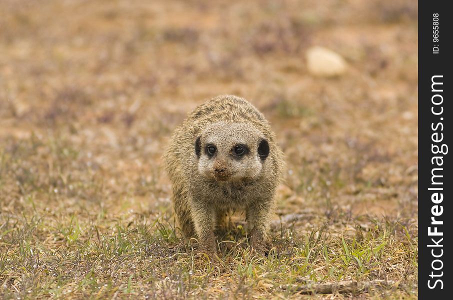 A meercat foraging for food while keeping a lookout