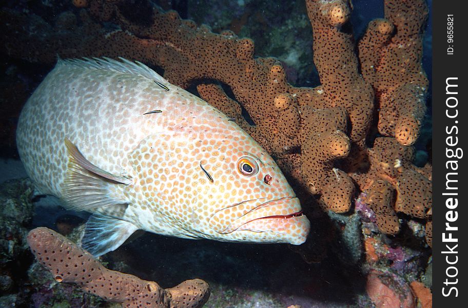 A grouper rests at a 'cleaning station' while cleaner gobies check for parasites;. A grouper rests at a 'cleaning station' while cleaner gobies check for parasites;