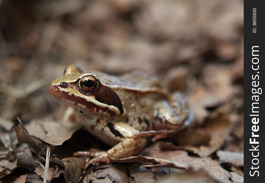 Common frog Rana temporaria