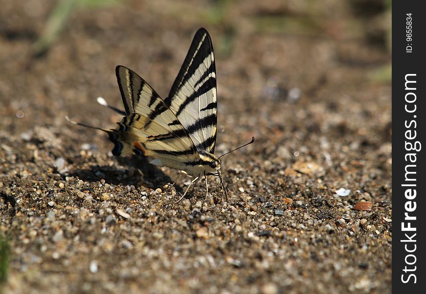 Scarce swallowtail drinking rain water from sand. Scarce swallowtail drinking rain water from sand