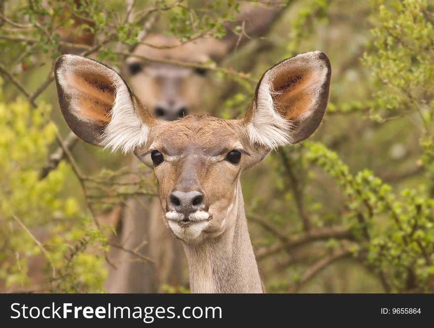 Two alert kudu in the bush with the back one out of focus