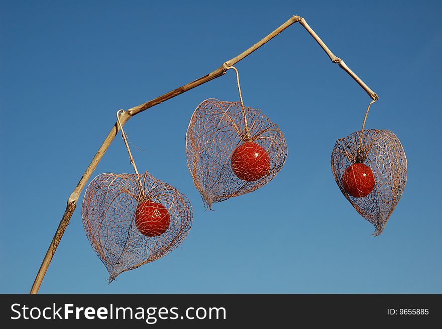 Seed of a lantern-plant against a blue sky