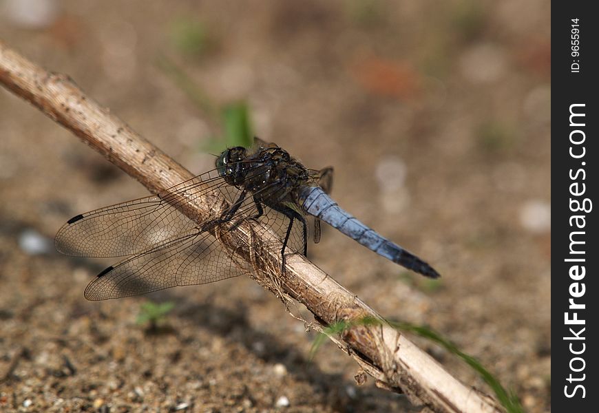 Broad-bodied Chaser Dragonfly Libellula Depressa