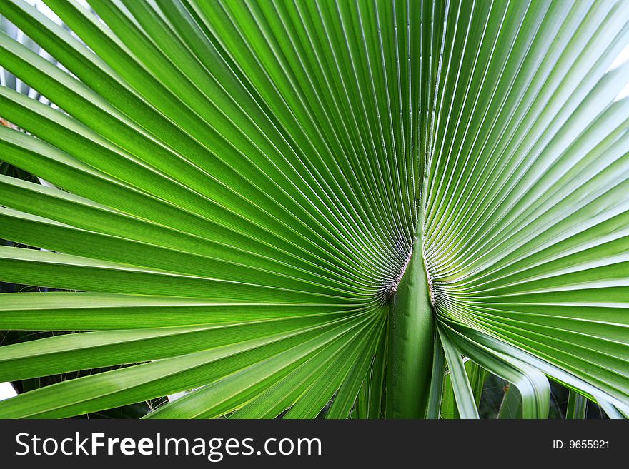 The big green palm leaf in summer