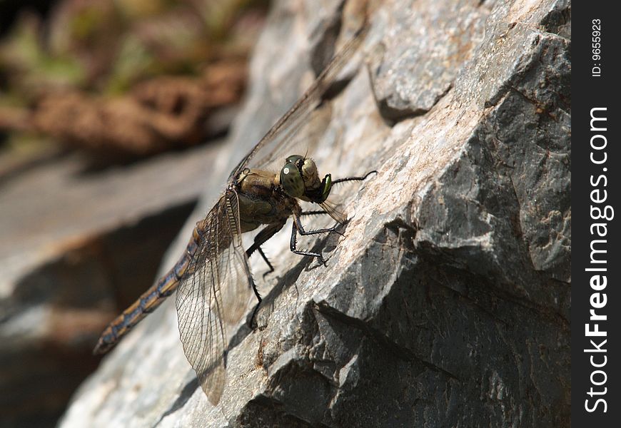 Dragonfly on stone eating beetle. Dragonfly on stone eating beetle