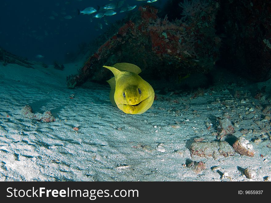 A green moray eel swims along side the wreck of the Sea Emperor, off the coast of Pompano Beach, FL