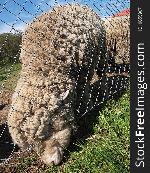 Sheep grazes through a fence. Sheep grazes through a fence