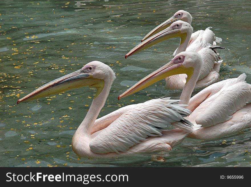 Pelicans in the water