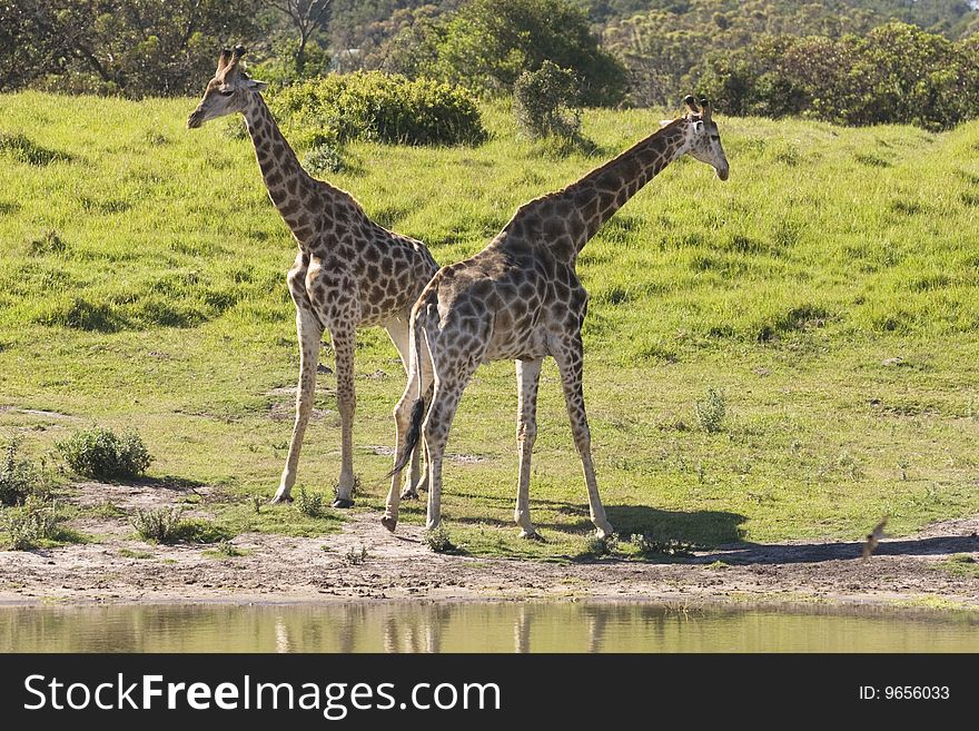 Two young giraffe standing beside a waterhole. Two young giraffe standing beside a waterhole