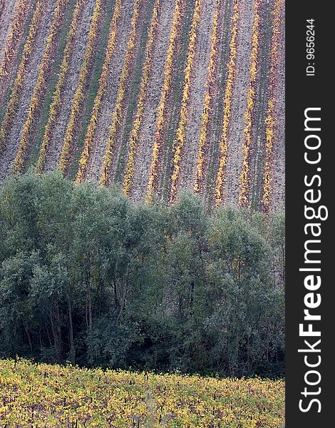 Italian vineyards in Oltrepo Pavese