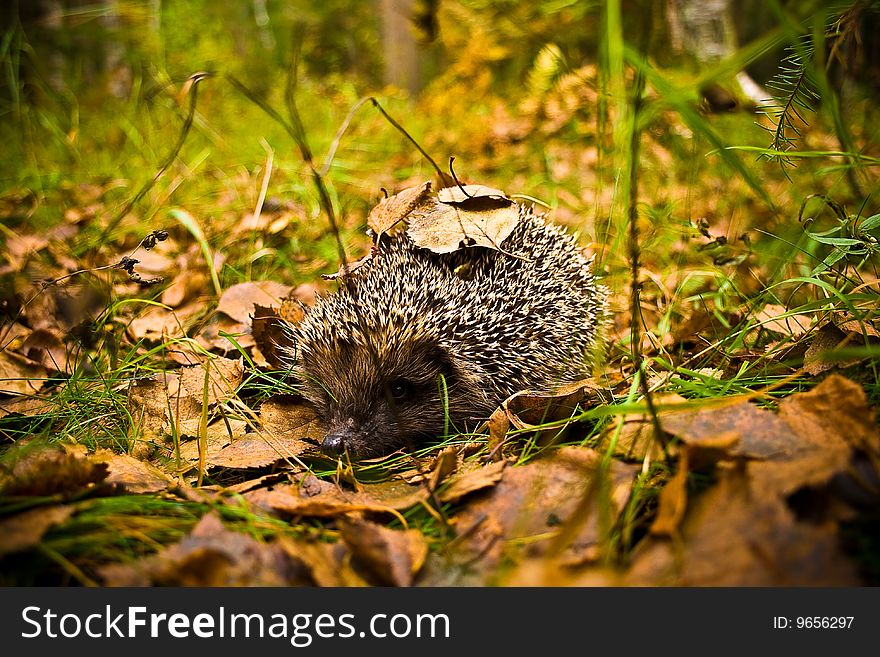 Hedgehog in autumn wood close up with leaves on prickles. Hedgehog in autumn wood close up with leaves on prickles