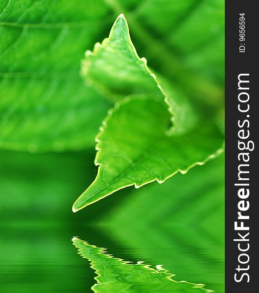 Leaf abstract with water effect for backgrounds