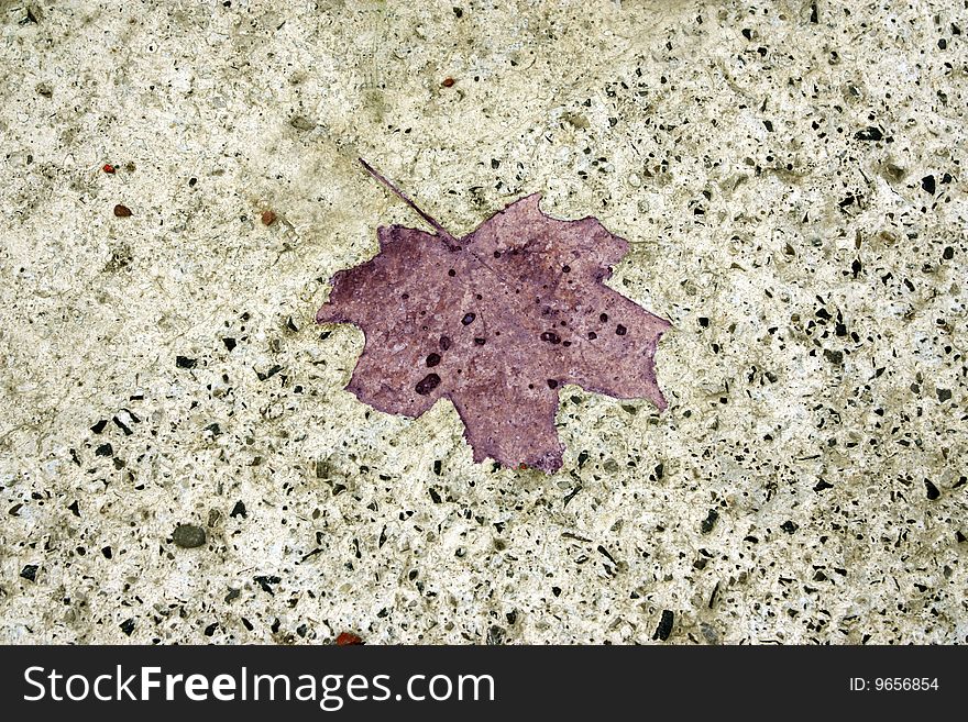 A close up of the shape of a leaf that had fallen onto wet cement. A close up of the shape of a leaf that had fallen onto wet cement