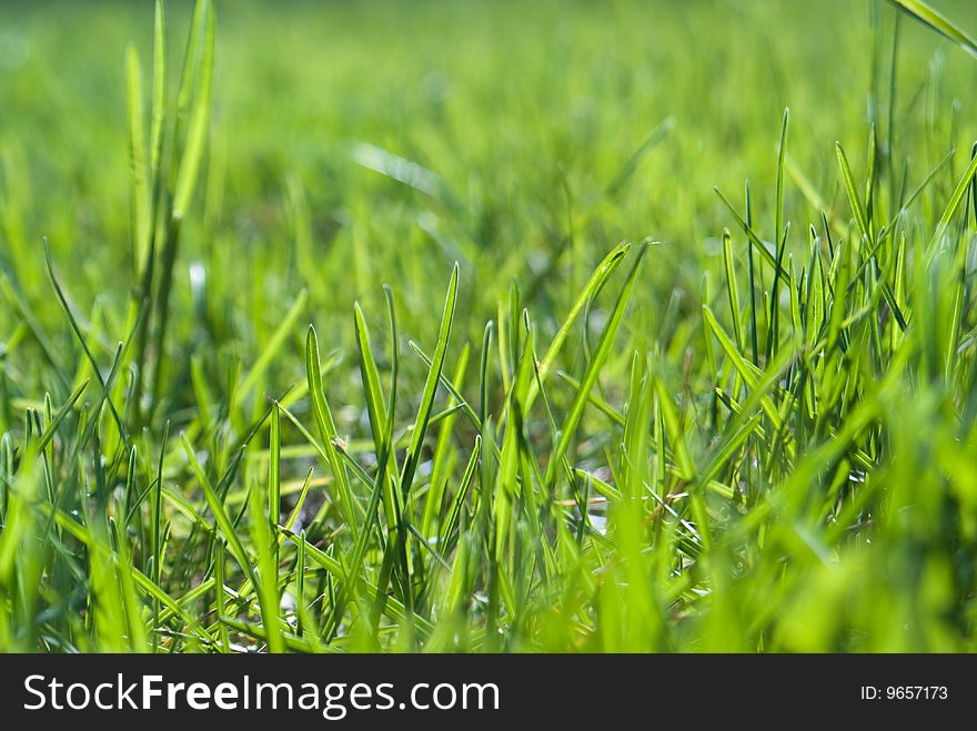 Green grass shallow depth of field