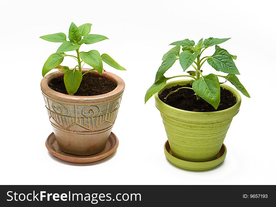 Two Flowers In Ceramic Flower Pot