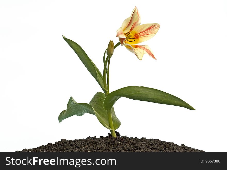 View of a Single Tulip set in a pile of soil on a white background. View of a Single Tulip set in a pile of soil on a white background.