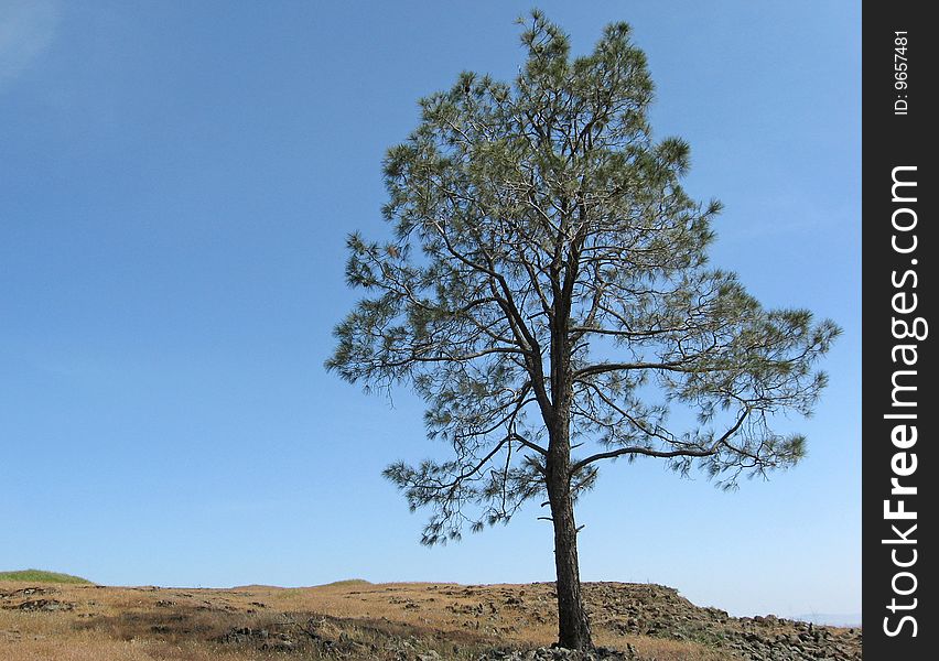 A lone pine tree on a hilltop in the summer. A lone pine tree on a hilltop in the summer.