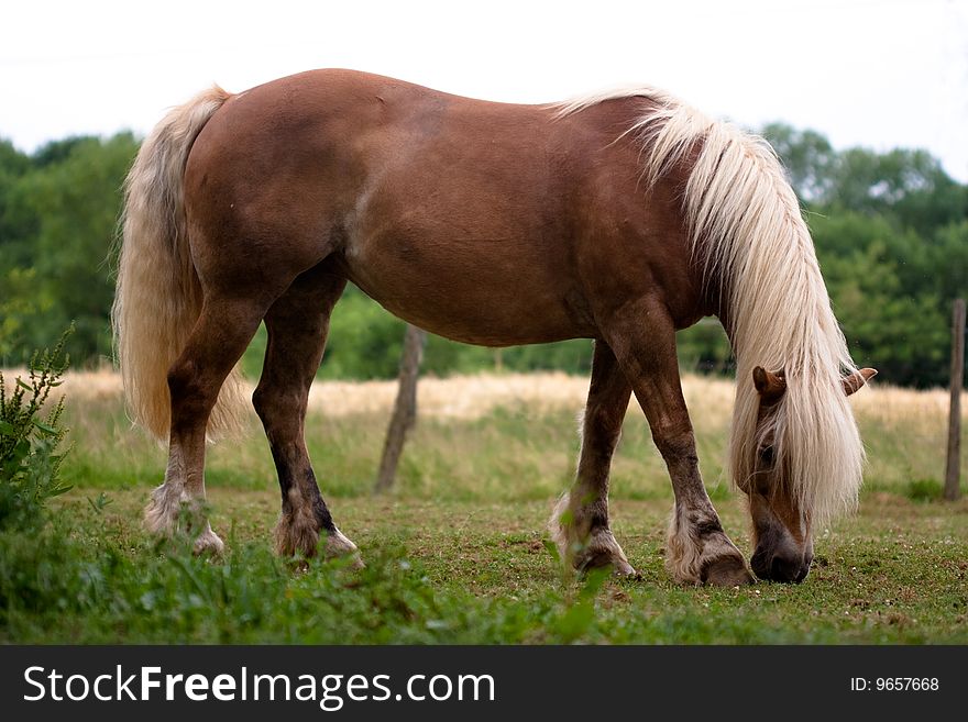 Horse grazing in a prairie. Horse grazing in a prairie