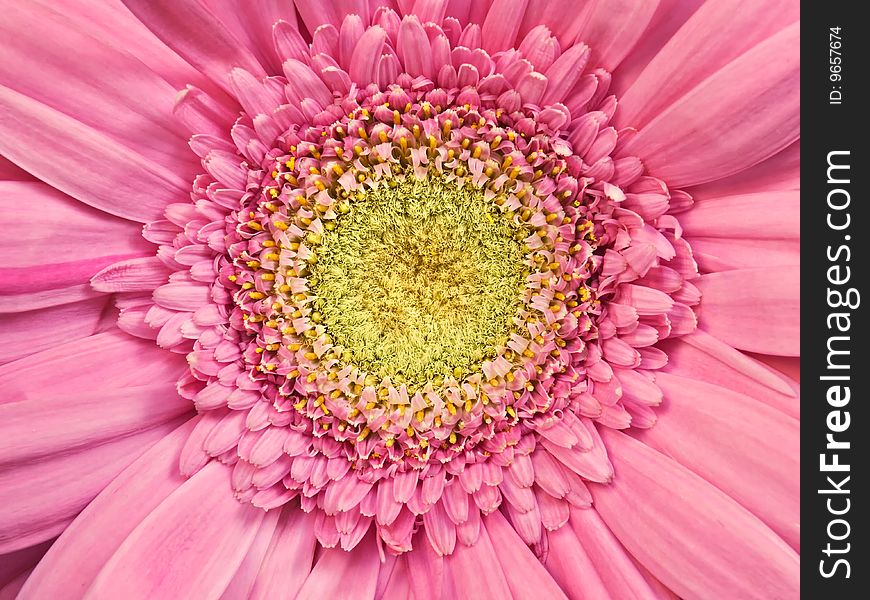 Pink gerber daisy macro,vibrant color,for backgrounds