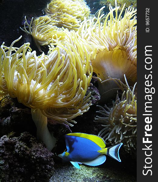 Live coral and blue fish. Live coral and blue fish