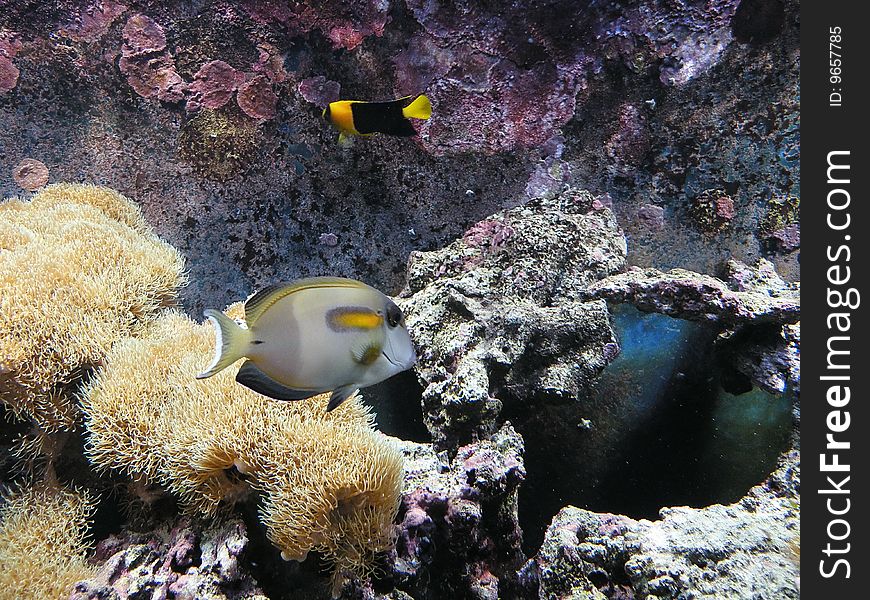Coral reef at an aqurium