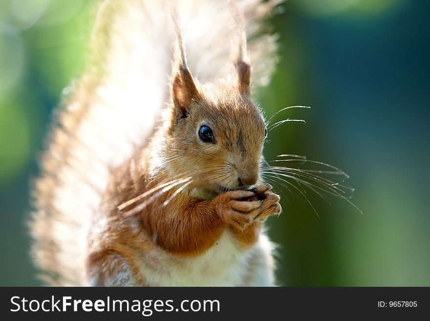 Red squirrel standing and begging for food