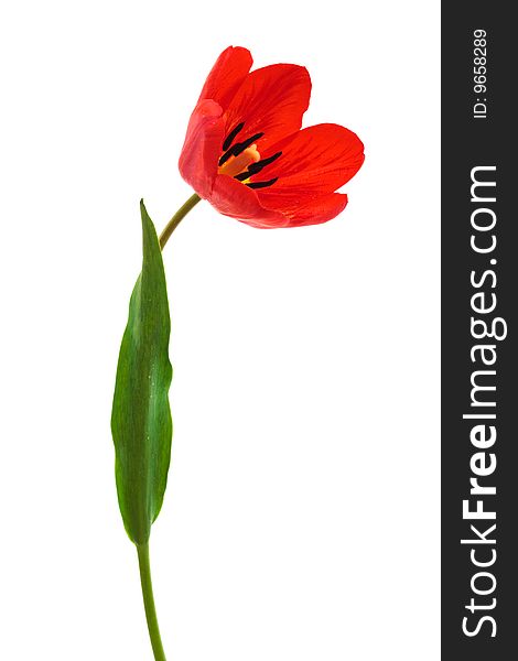 Beautiful red tulip on a white background