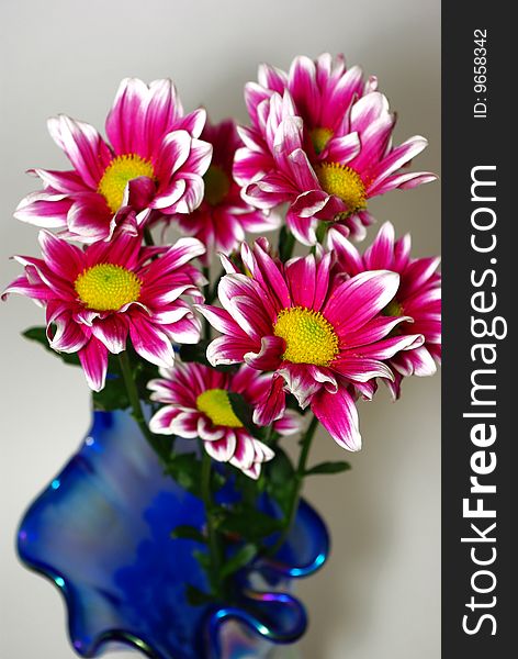 Bouquet of red chrysanthemums close up on grey background