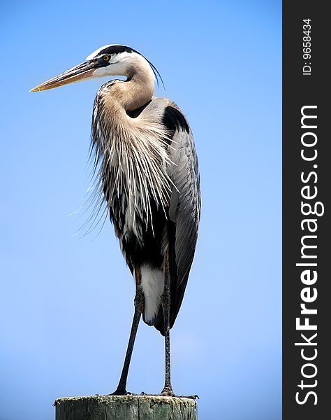 Great Heron posing for the camera while atop a pier. Great Heron posing for the camera while atop a pier.