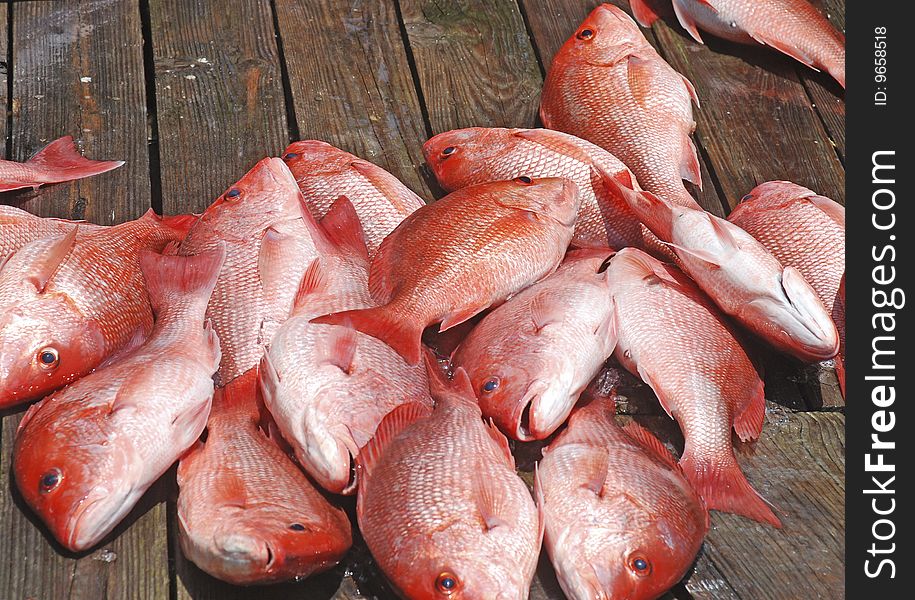 Freash catch of Red Snapper laying on a harbor dock