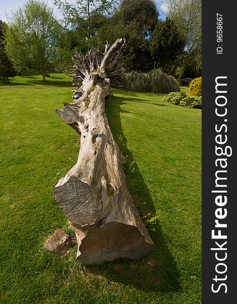 Fallen Tree on a mown green lawn pictured in Spring