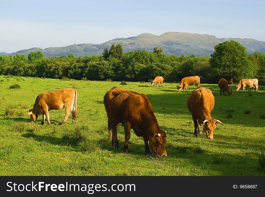 More cows eat fresh grass in a green field ...