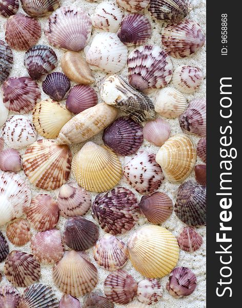 A colorful seashell background, full frame, vertical or horizontal could be reversed